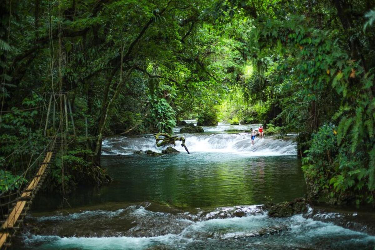 a person is surfing in a river in a forest