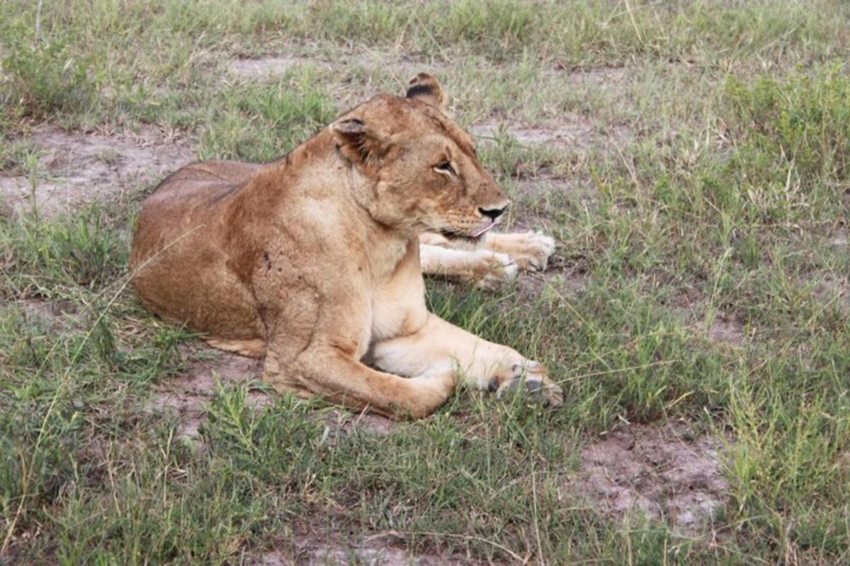 a lion laying in the grass in a field