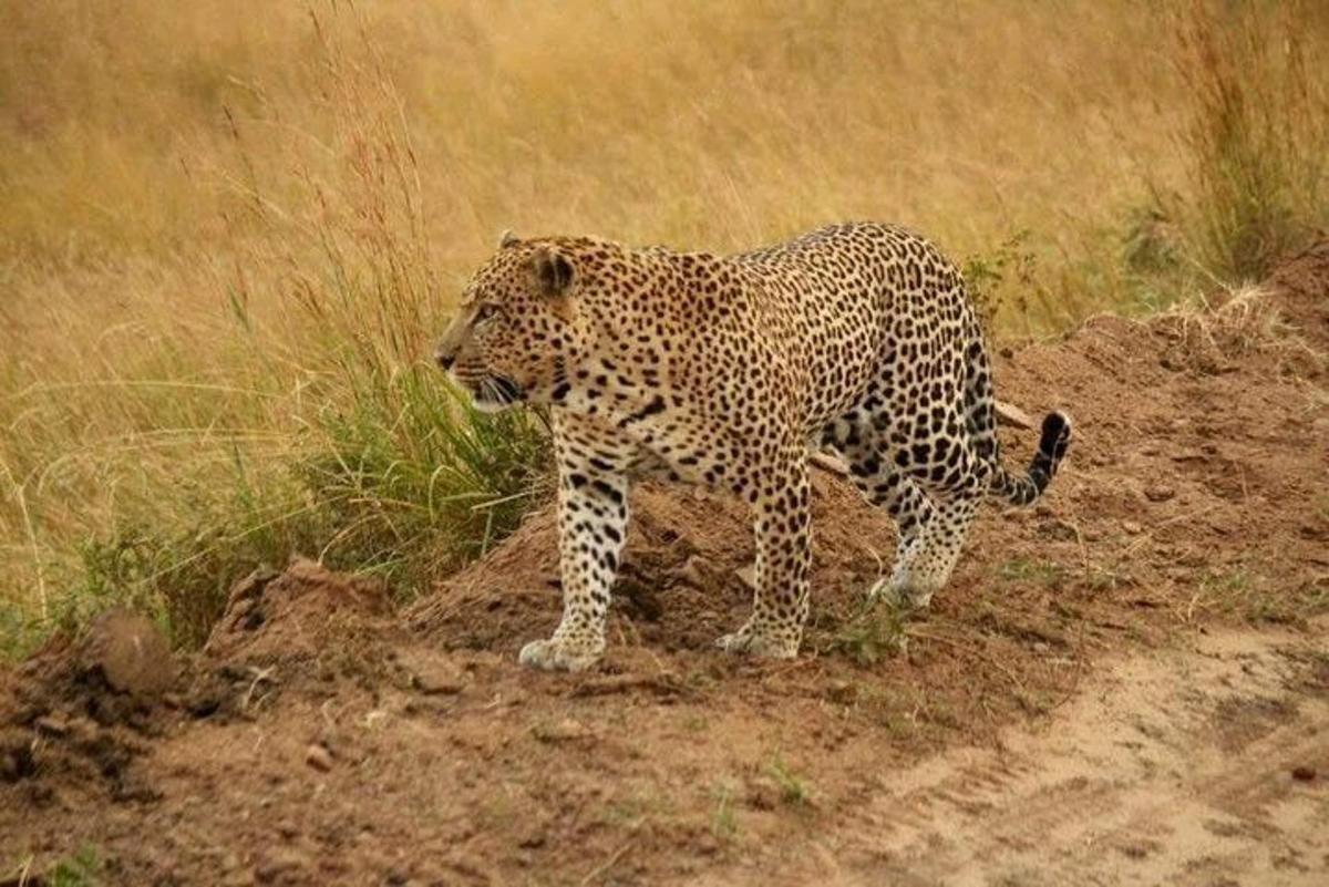 un leopardo in piedi sul ciglio di una strada sterrata