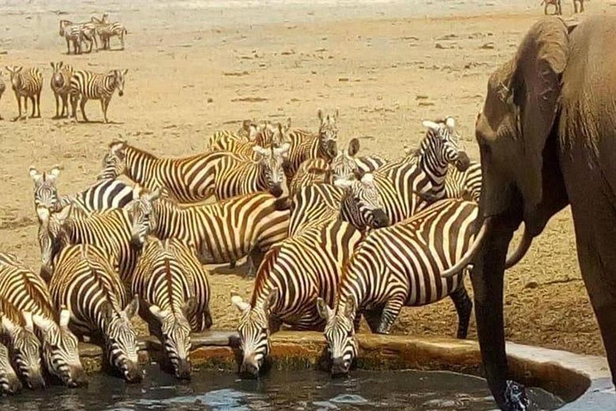una mandria di zebre che bevono dall'acqua con un elefante