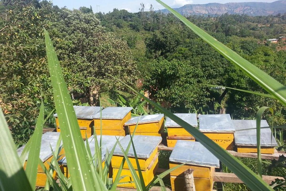sekumpulan bas sekolah kuning diletakkan di sebuah padang