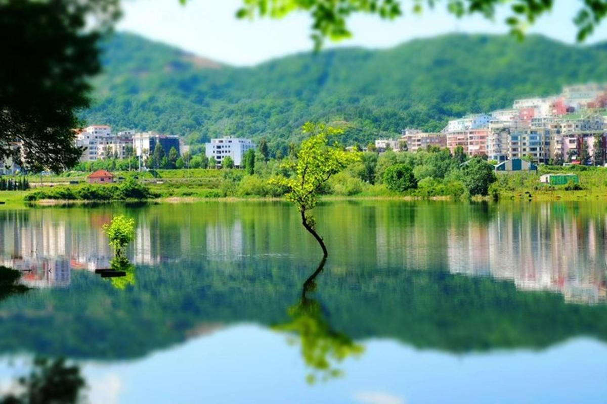 un albero che si trova in mezzo a un lago