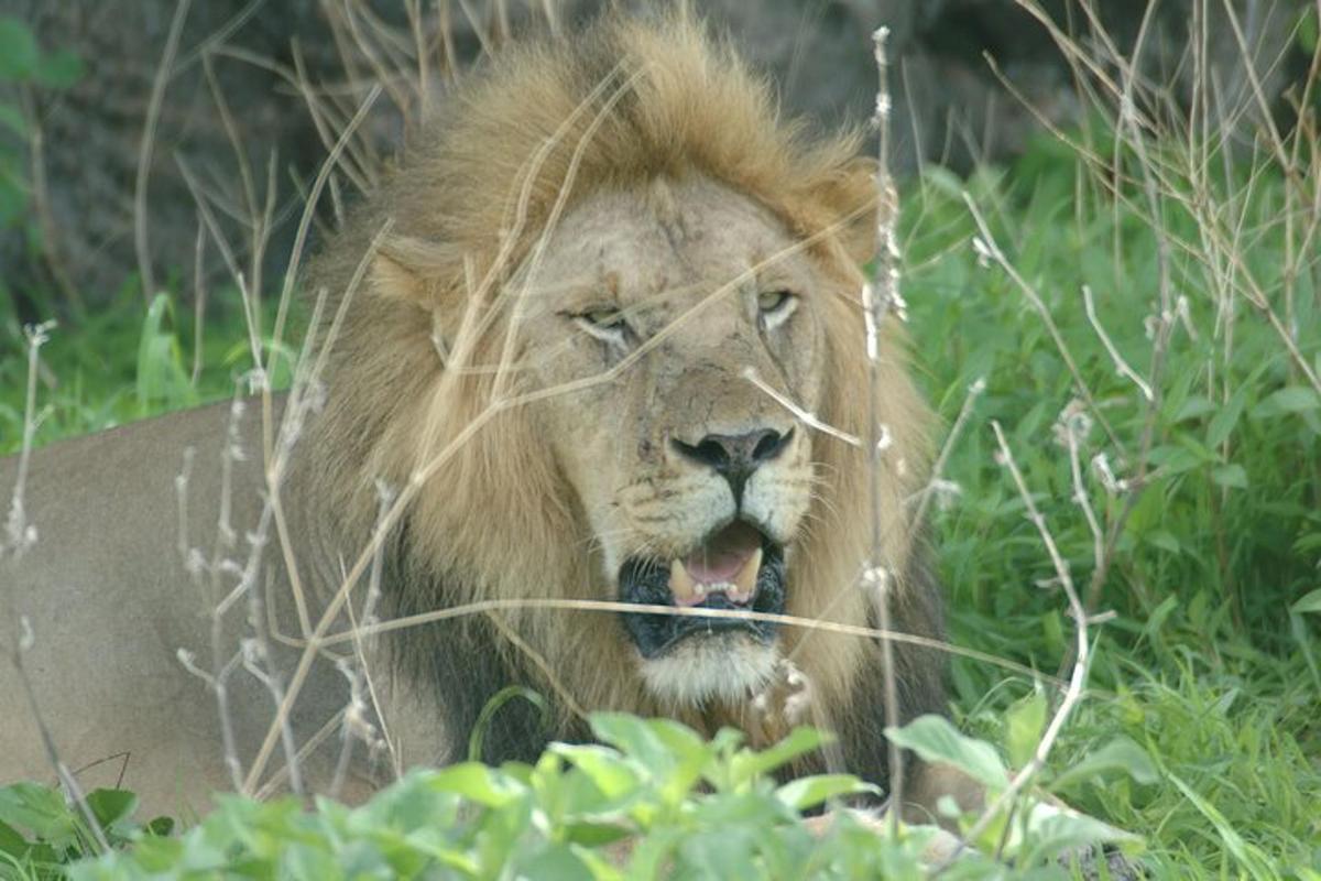 a lion laying in the grass with its mouth open