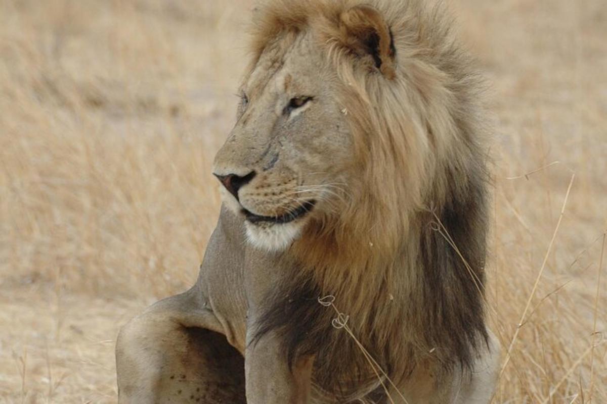 a lion sitting in a field of tall grass