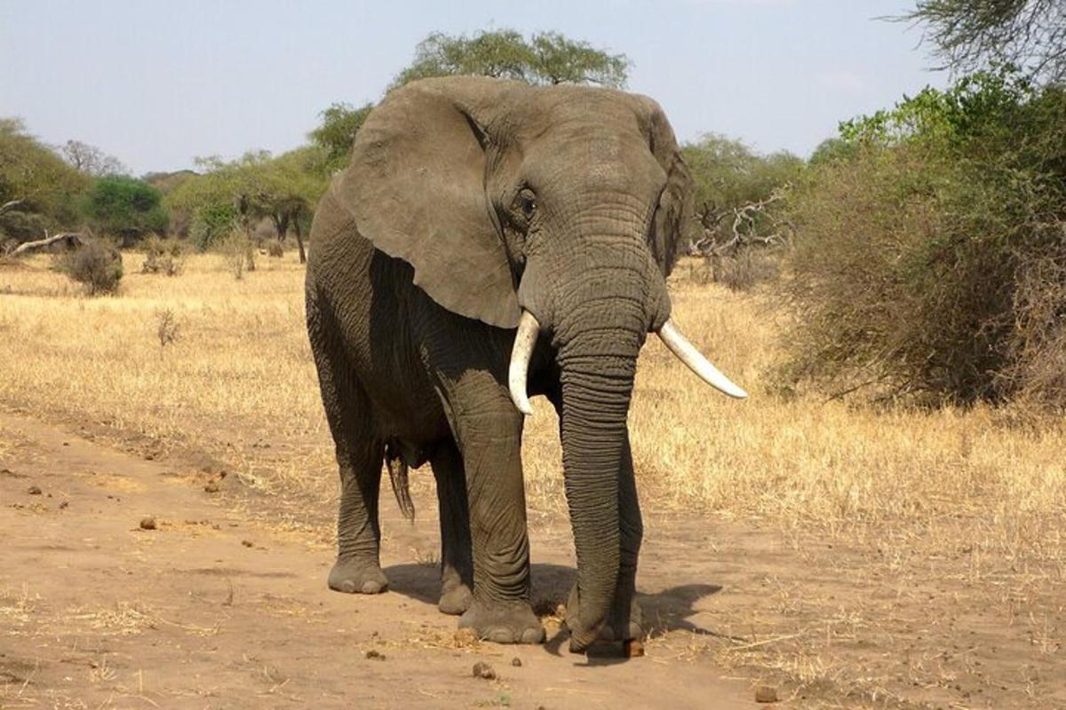 an elephant walking down a dirt road