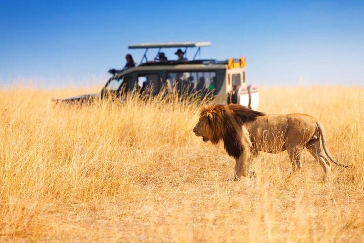 leijona kävelee pellolla safariauton kanssa