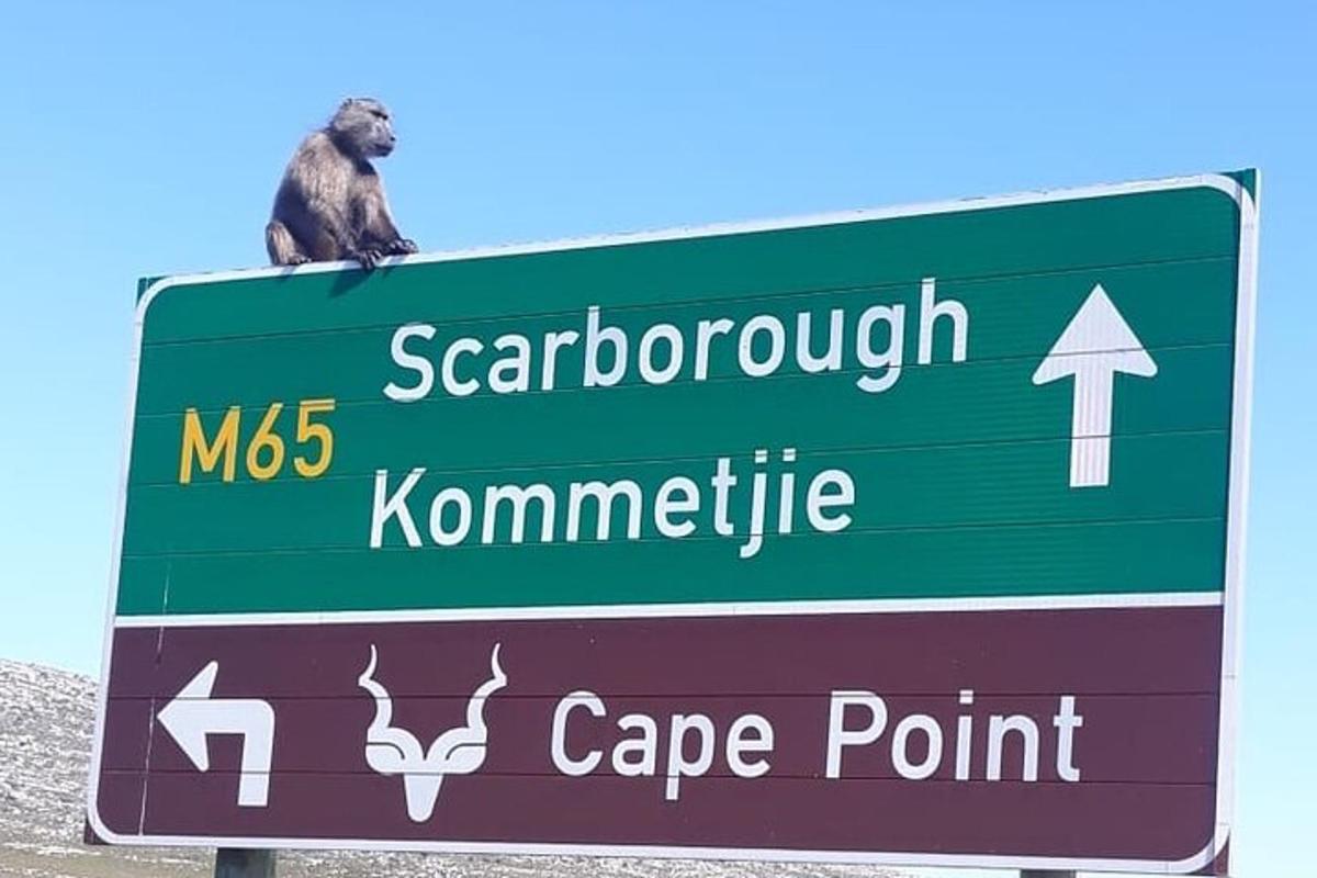 a monkey sitting on top of a green street sign