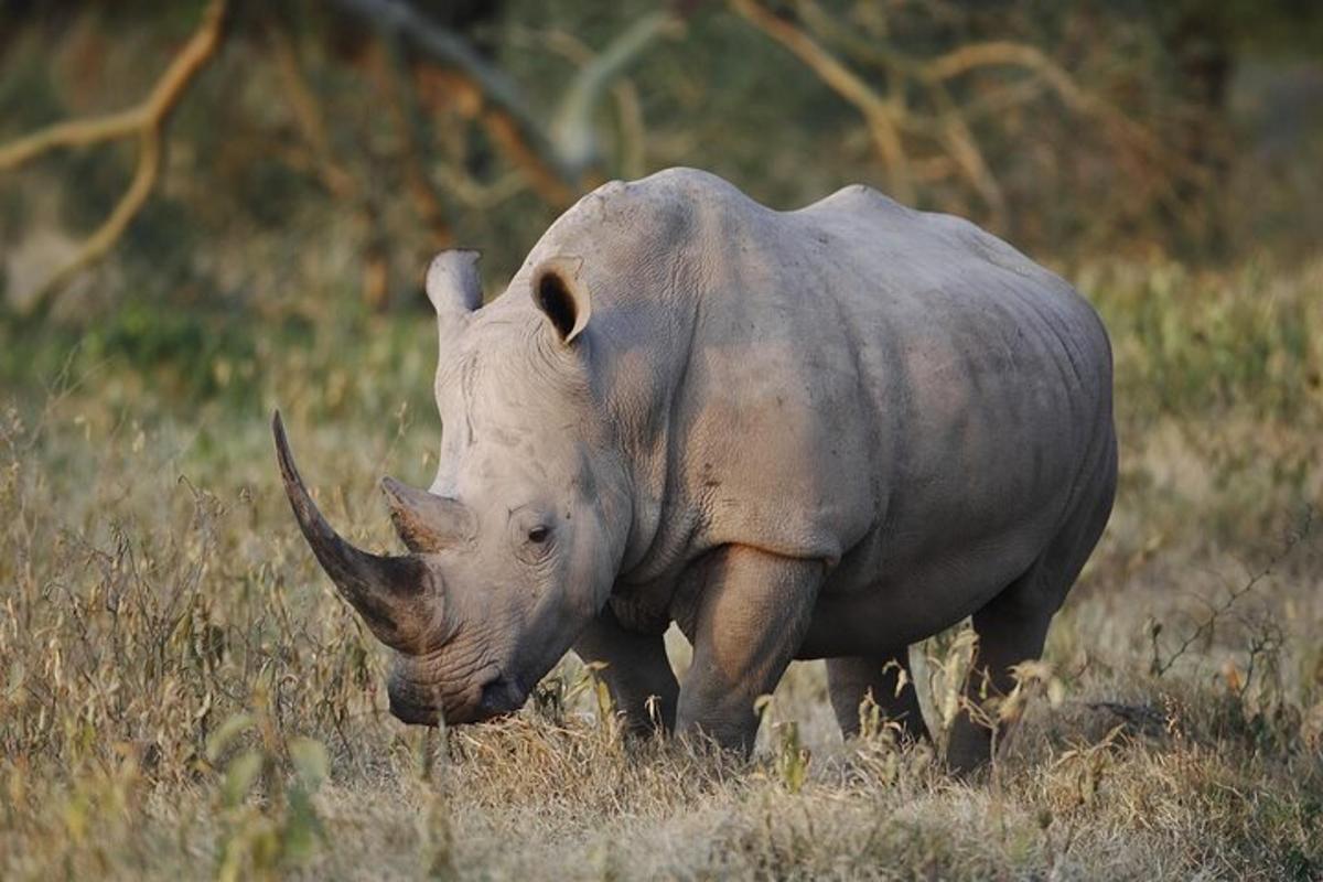 a rhino walking through a field of tall grass
