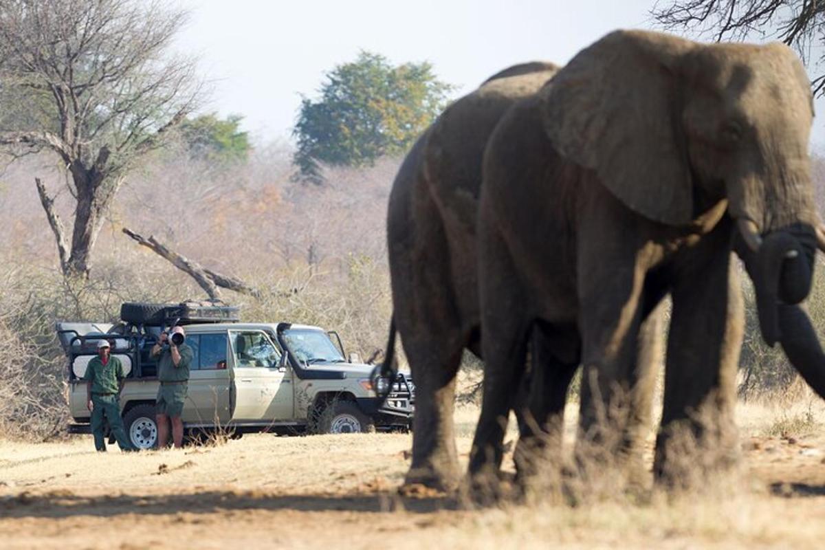 un elefant care stă lângă un vehicul cu oameni în el