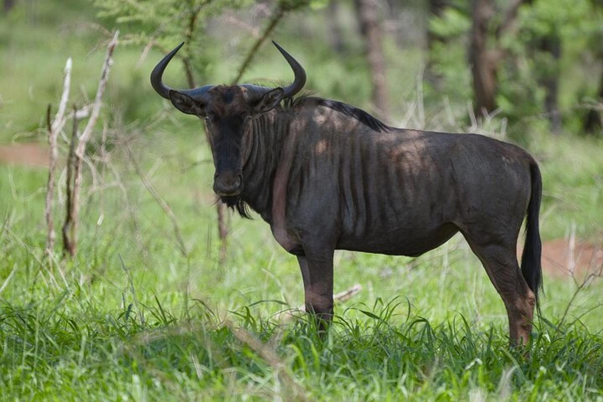 un animale nero in piedi in un campo d'erba