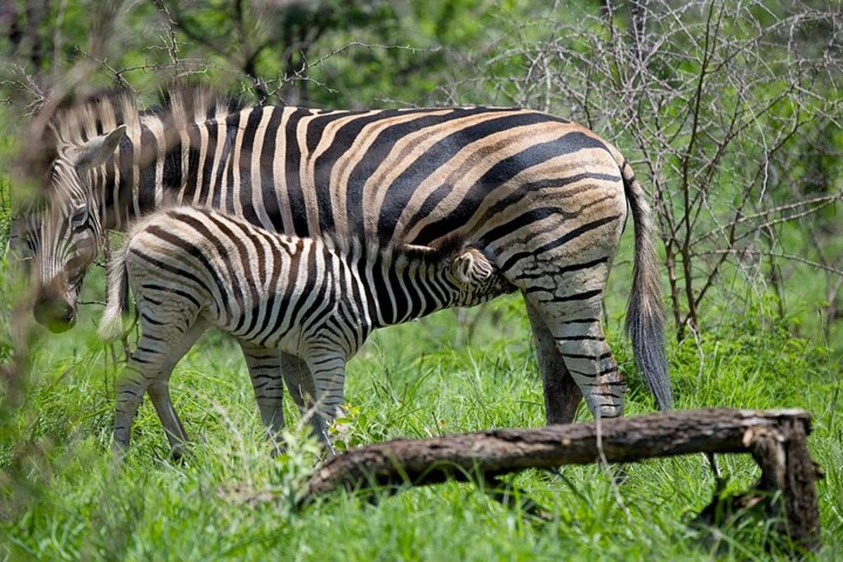una zebra neonata in piedi accanto a una zebra adulta