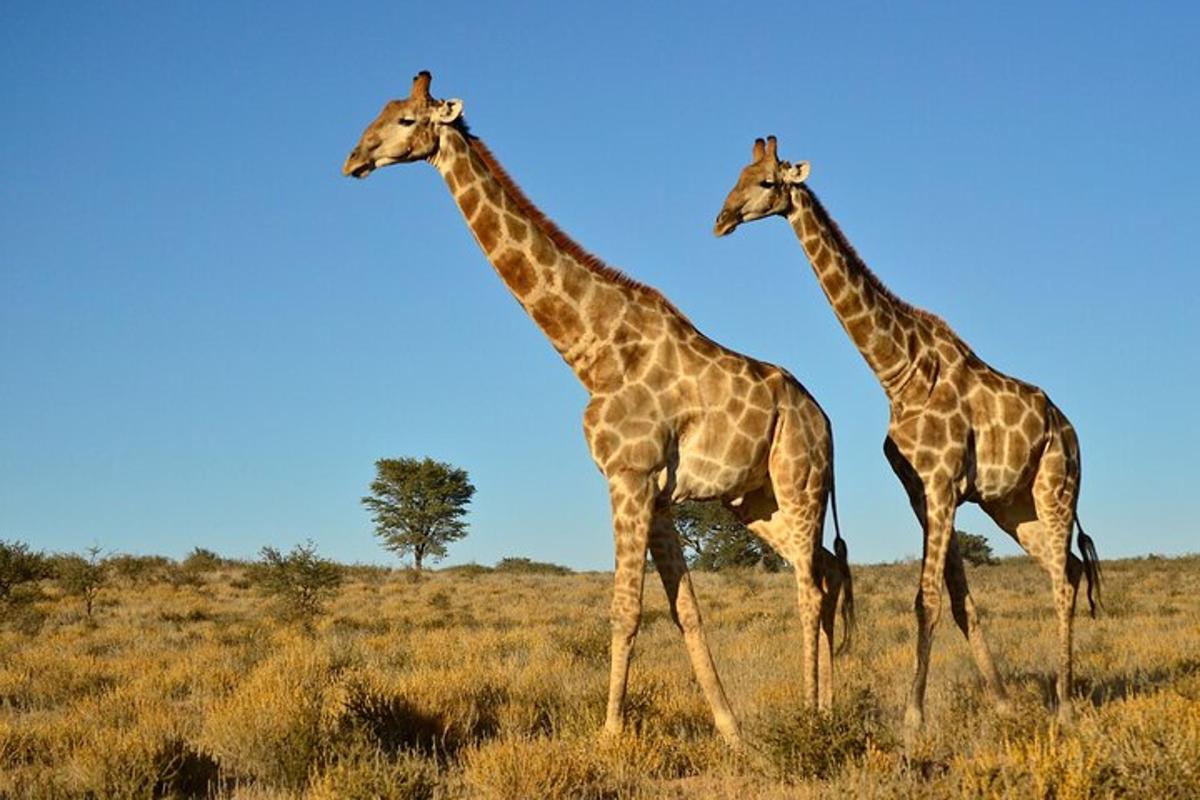 due giraffe in piedi una accanto all'altra in un campo