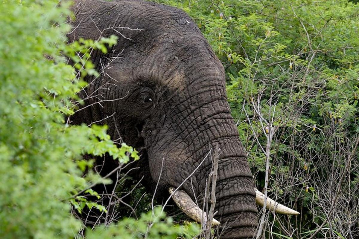 un elefante con le zanne in piedi sugli alberi