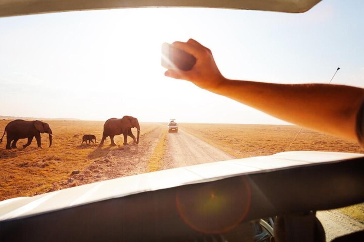 una persona señalando elefantes en un camino de tierra
