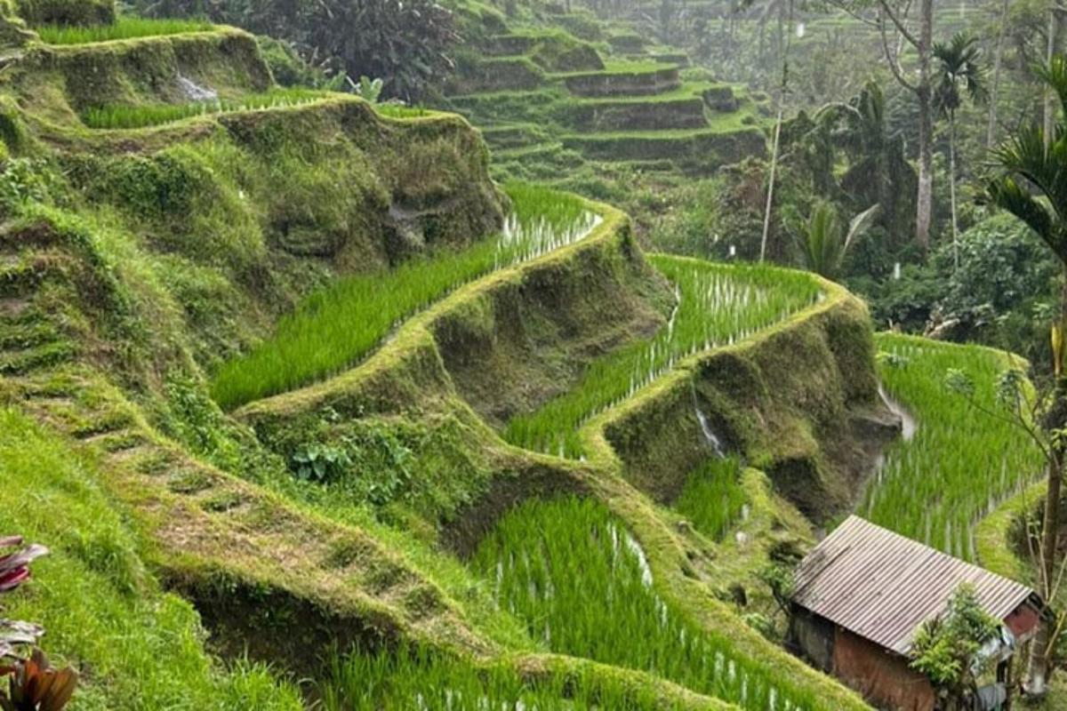 Una ladera con césped verde y una casa en el medio.
