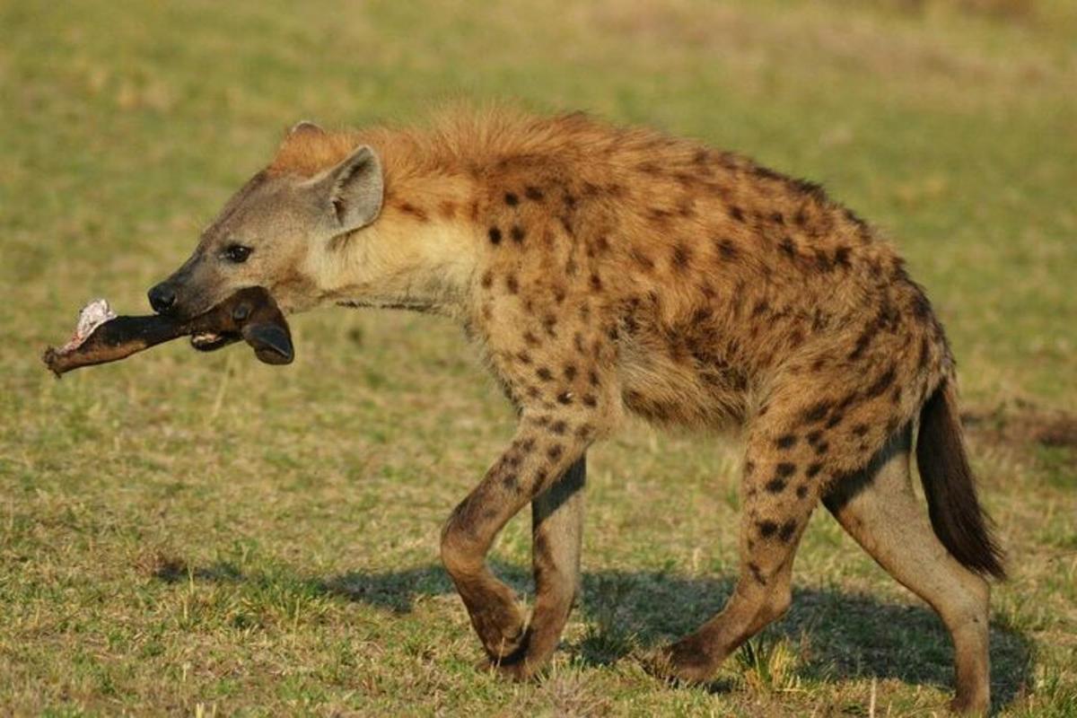 gepard, ki hodi s kostjo v ustih