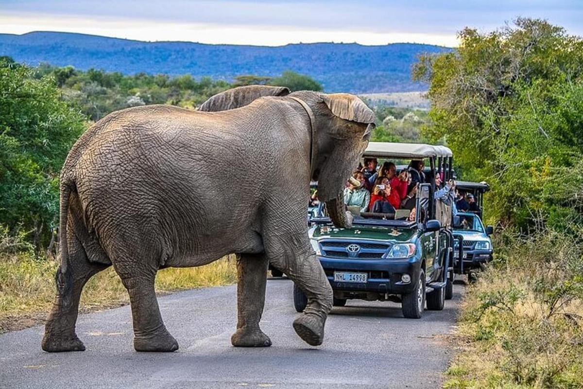 an elephant walking down a road with people in a truck