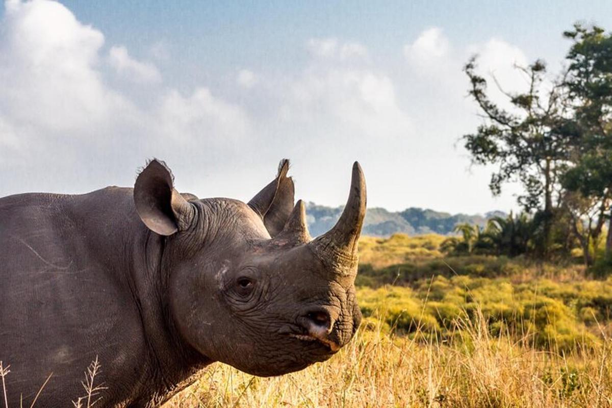 a rhino standing in a field of tall grass