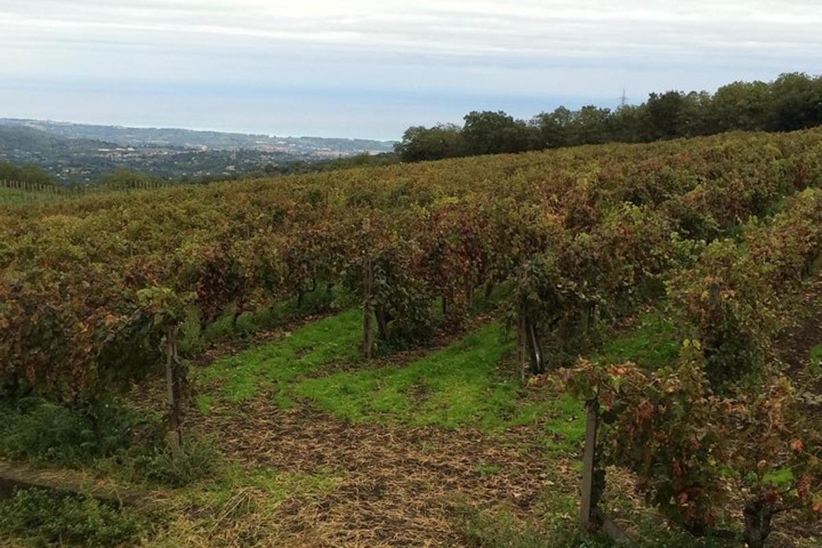un viñedo con árboles en la ladera de una colina