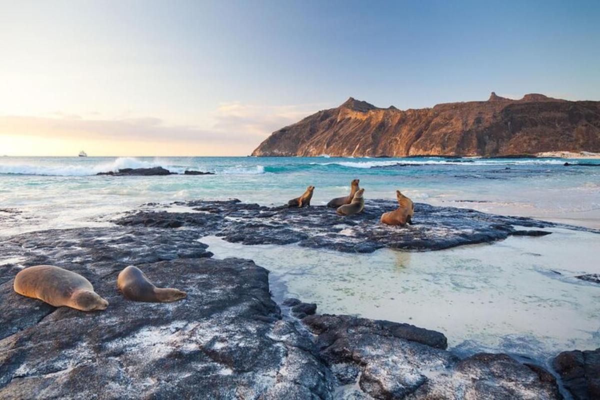 a group of seals sitting on rocks on the beach