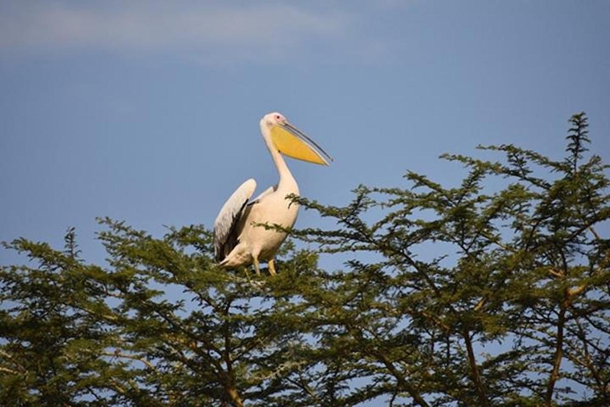 seekor burung pelikan sedang duduk di atas pokok