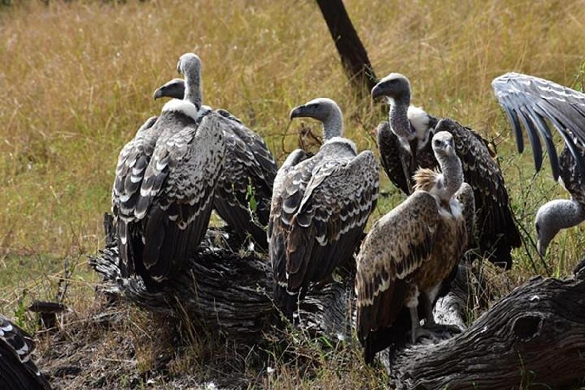 un gruppo di avvoltoi in piedi in un campo