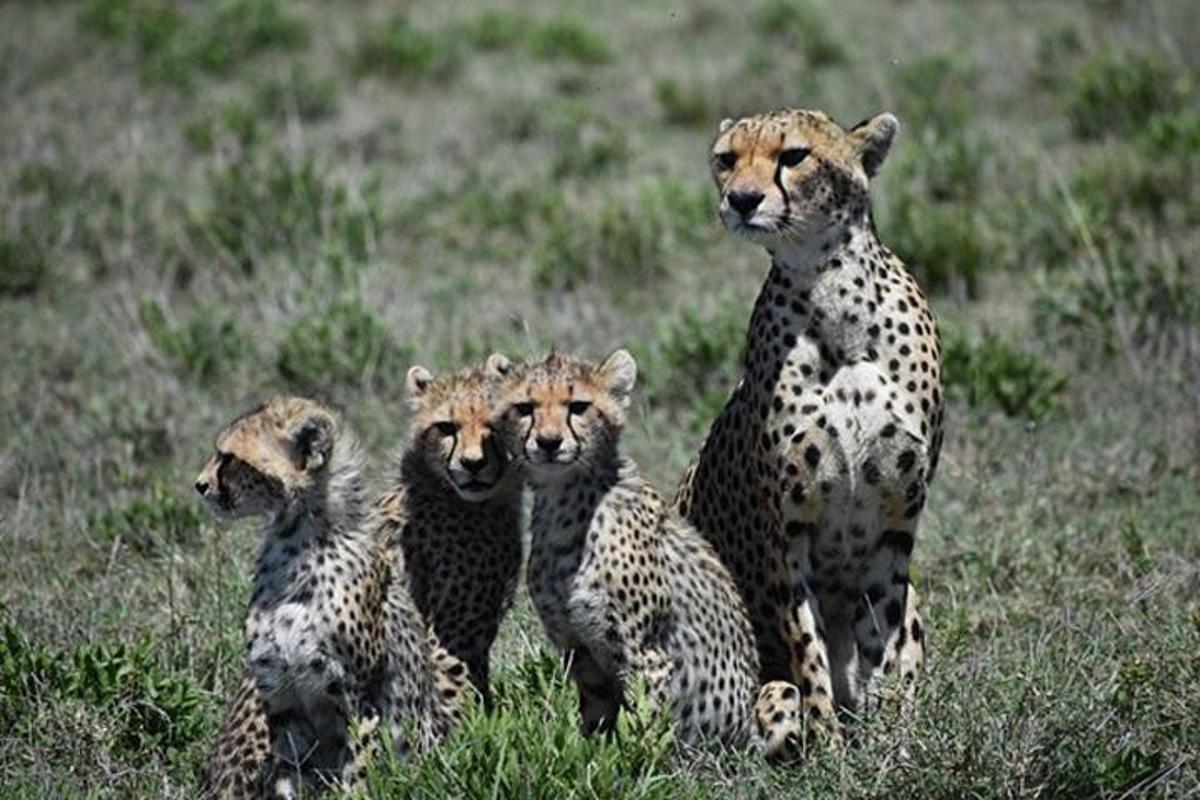 un gruppo di quattro ghepardi seduti in un campo