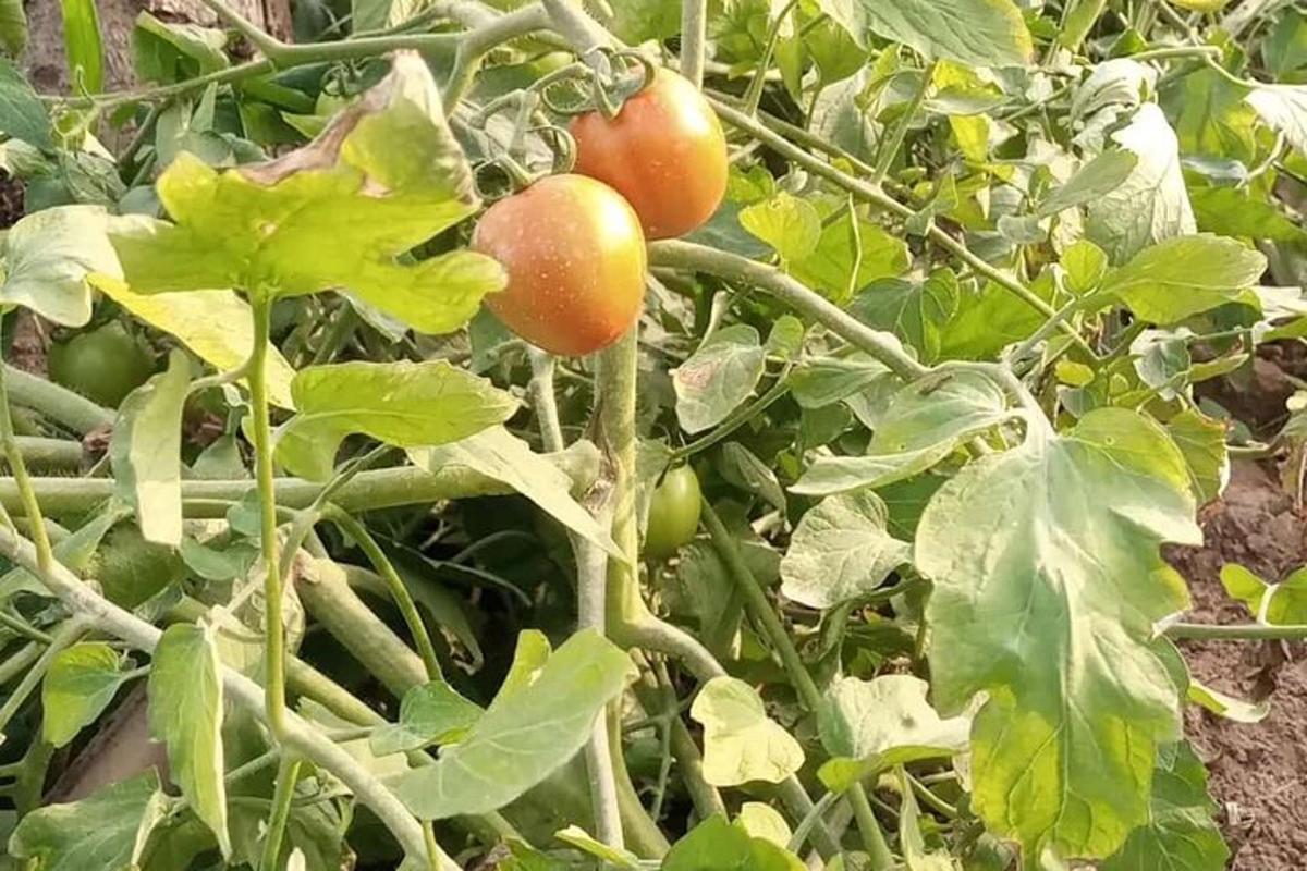 一串生长在植物上的西红柿