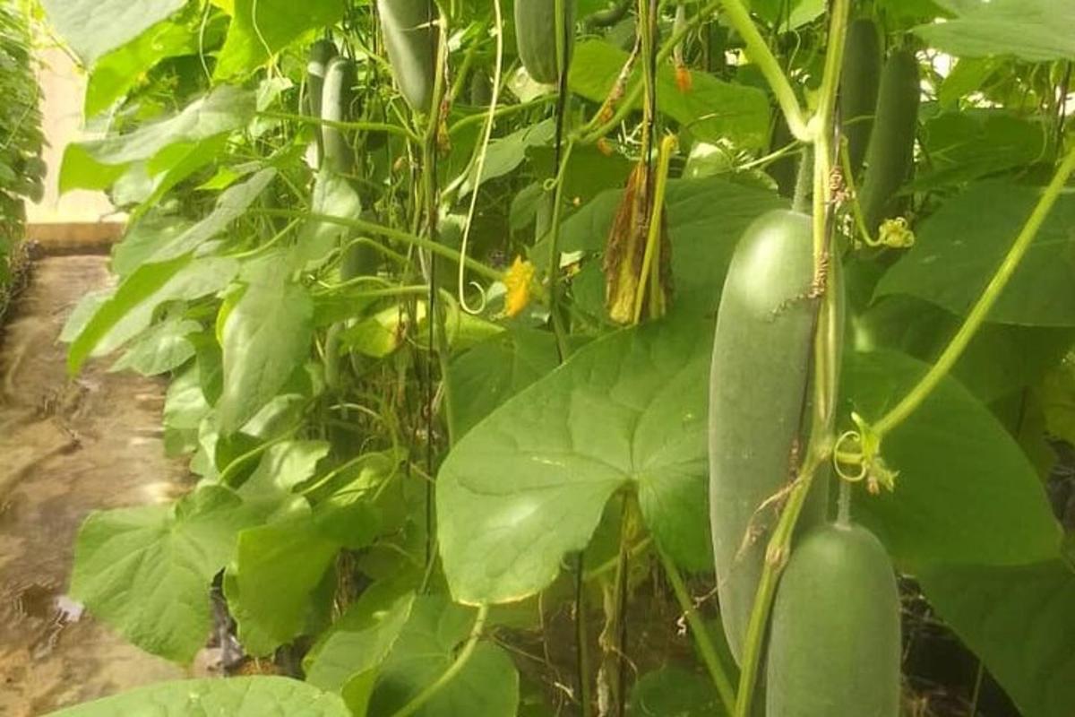 egy csokor zöldpaprika lóg egy növényről