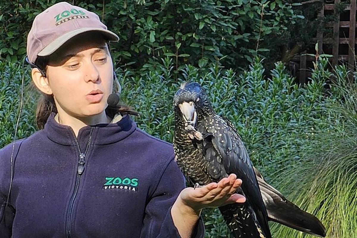 un giovane che tiene un falco in mano