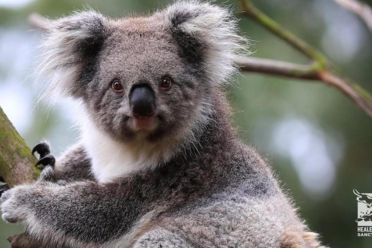 Koala sedi na drevesni veji