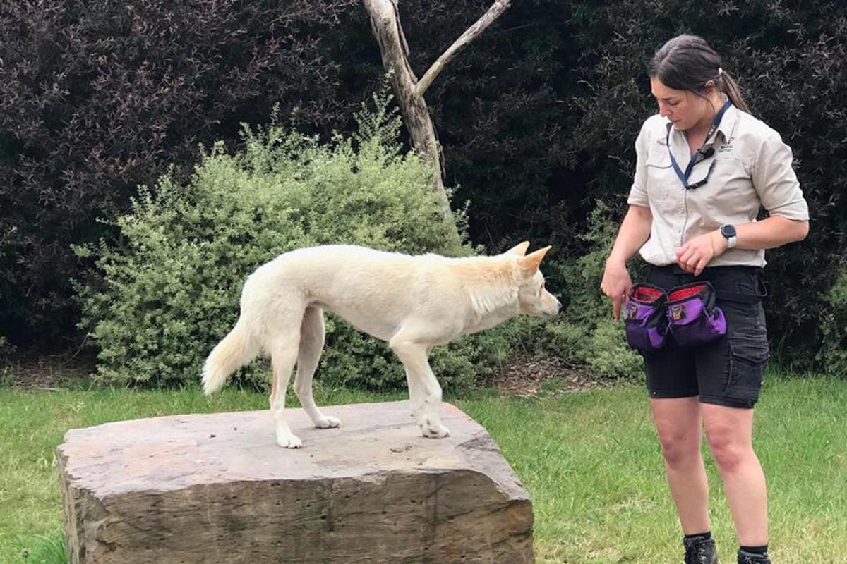 žena se dívá na bílého psa na skále