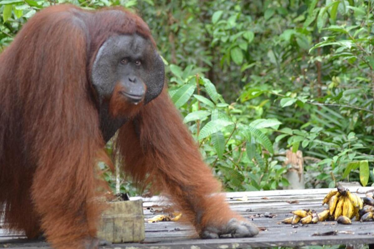 a monkey standing on a table with bananas
