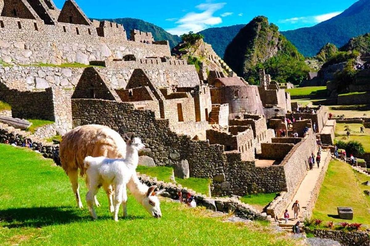 a sheep and two goats standing in front of aiseum