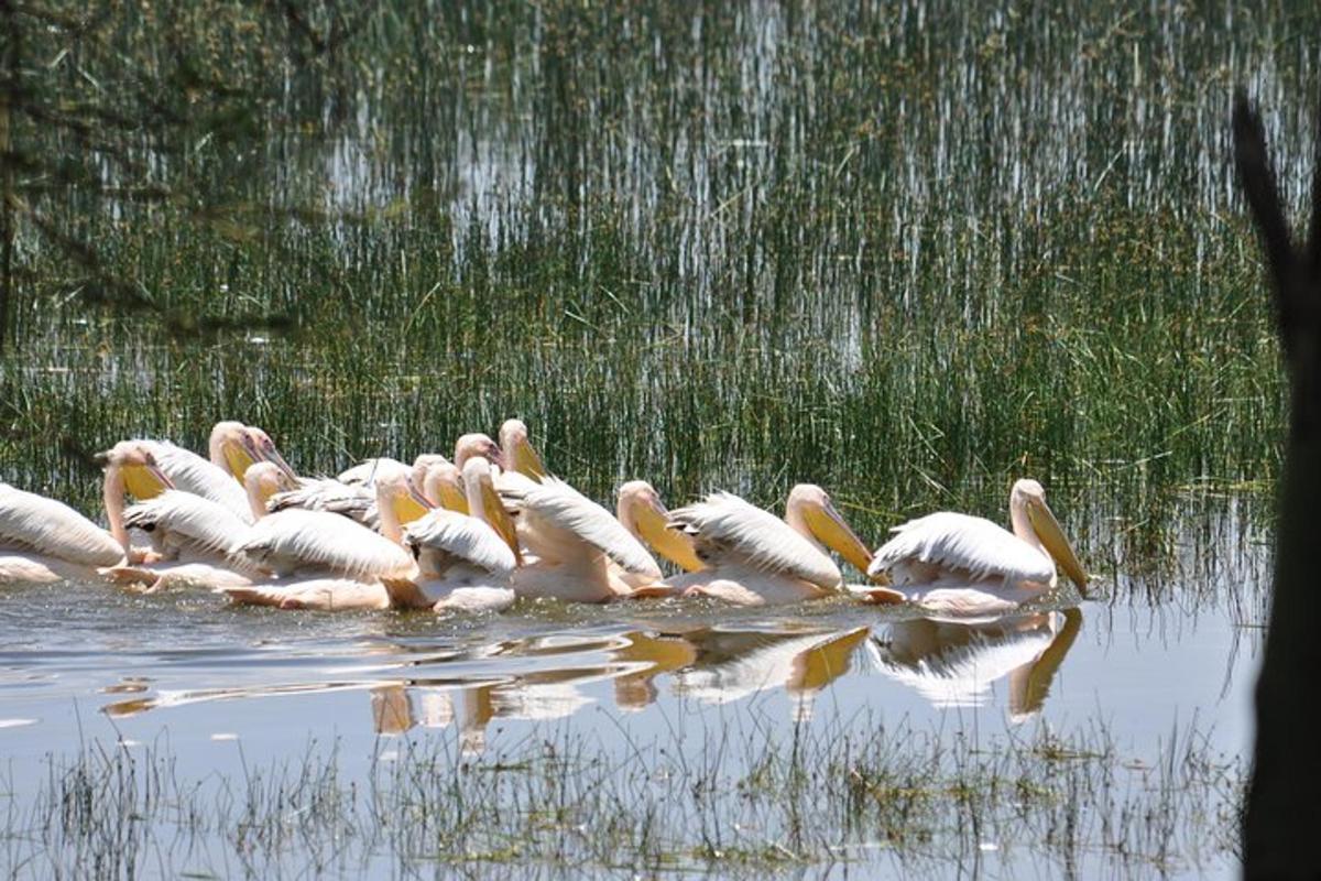 ein Schwarm Flamingos steht im Wasser