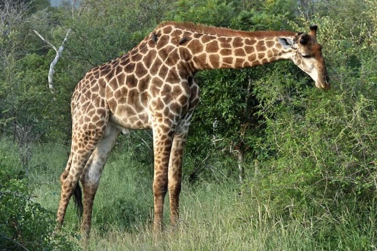 en giraff som äter löv från ett träd i ett fält