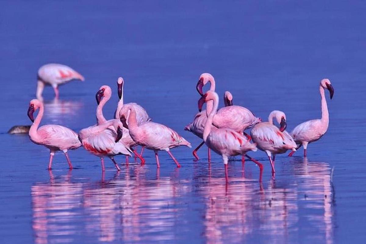 un grup de flamingo roz stând în apă