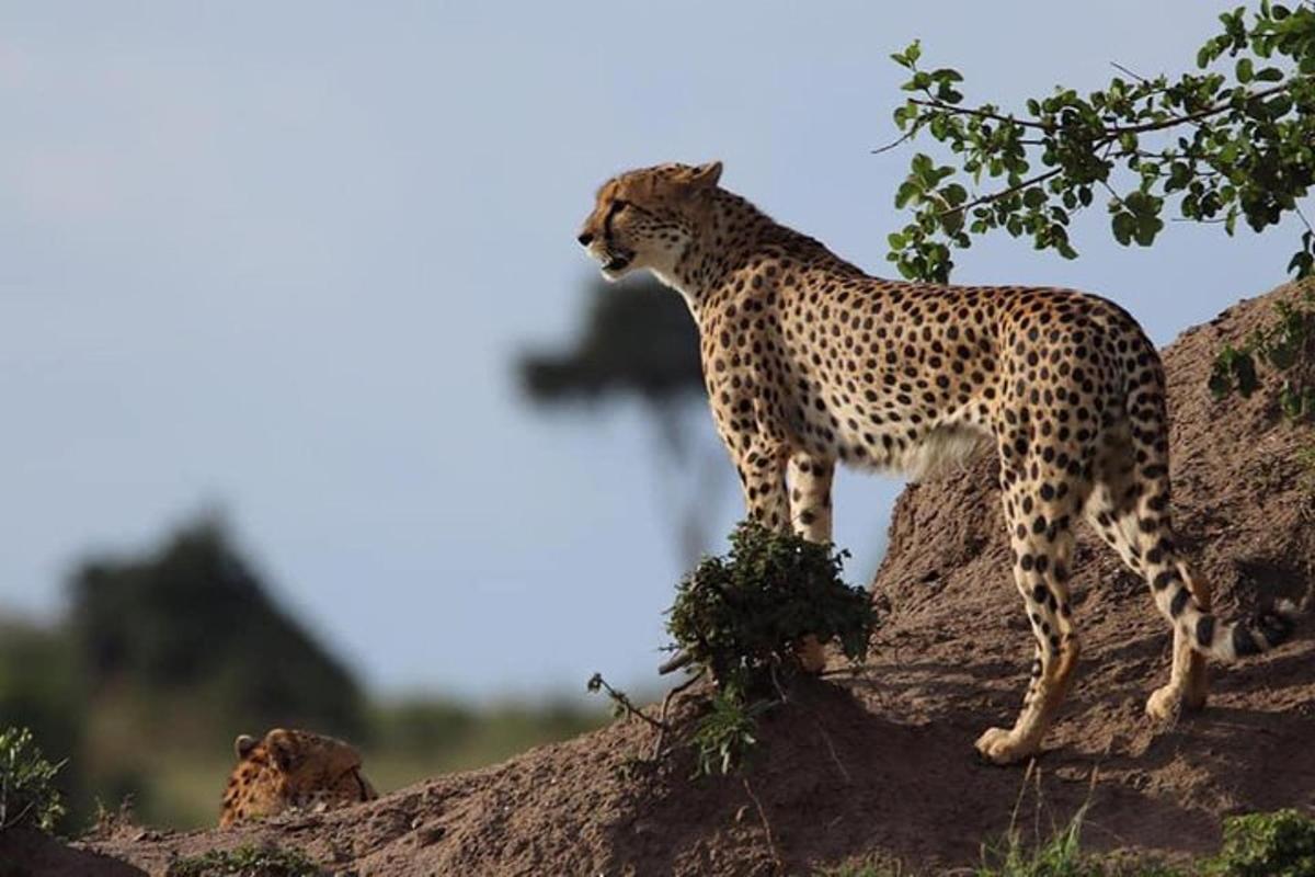 un ghepard stând pe vârful unui deal