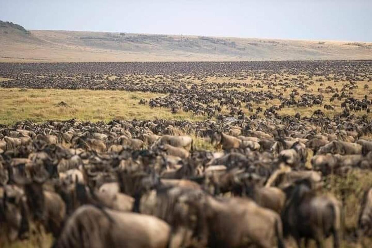 o turmă mare de animale pe un câmp