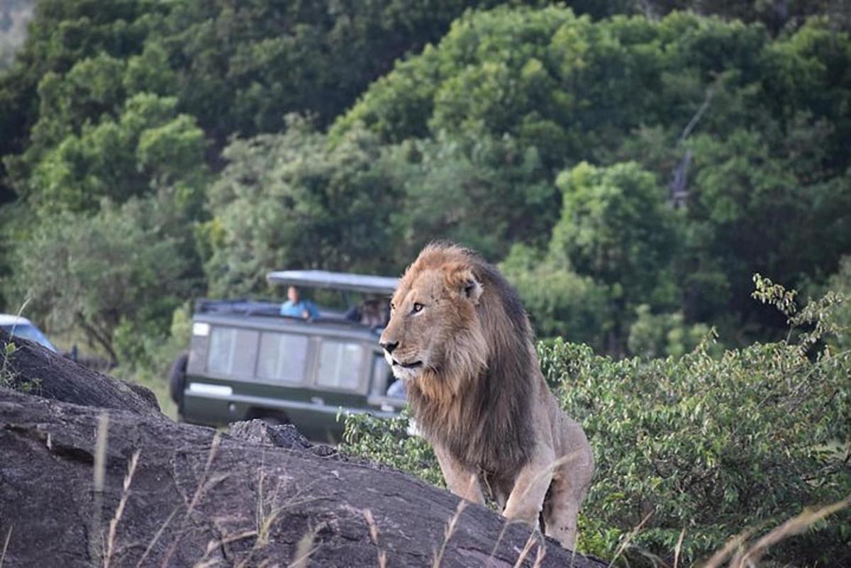 a lion sitting on a rock in front of a truck