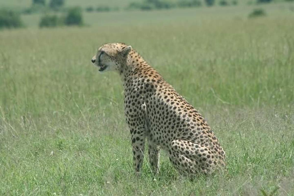 uma chita sentada em um campo de grama