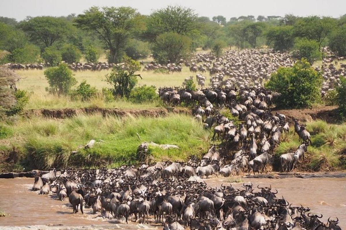 um grande rebanho de animais atravessando um rio