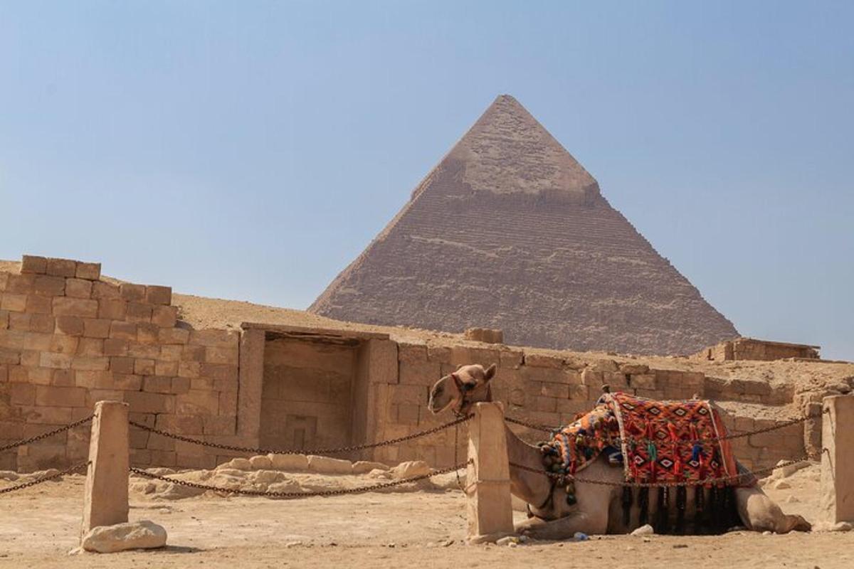 velbloud stojící před pyramidou