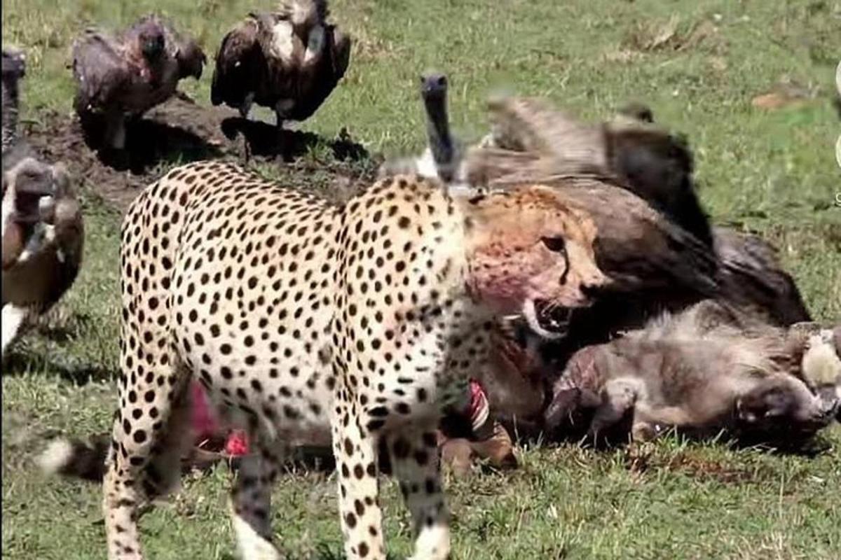 uma chita e um grupo de pássaros em um campo
