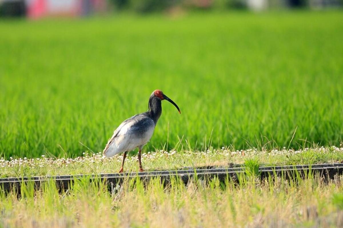 a bird walking in the grass near a field