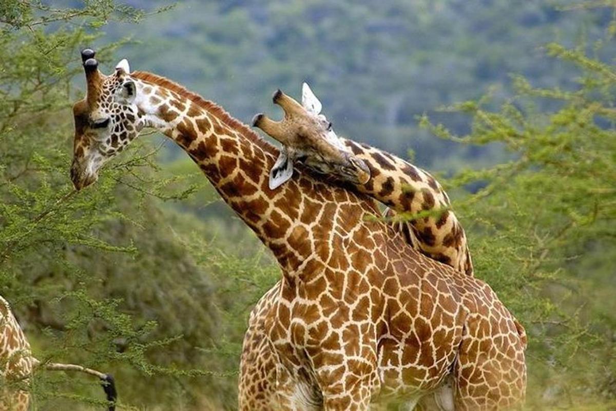 due giraffe sono in piedi una accanto all'altra