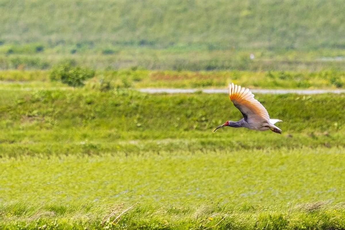 a bird flying over a field of grass
