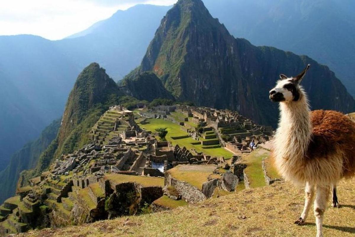 uma lhama em pé no topo de uma montanha