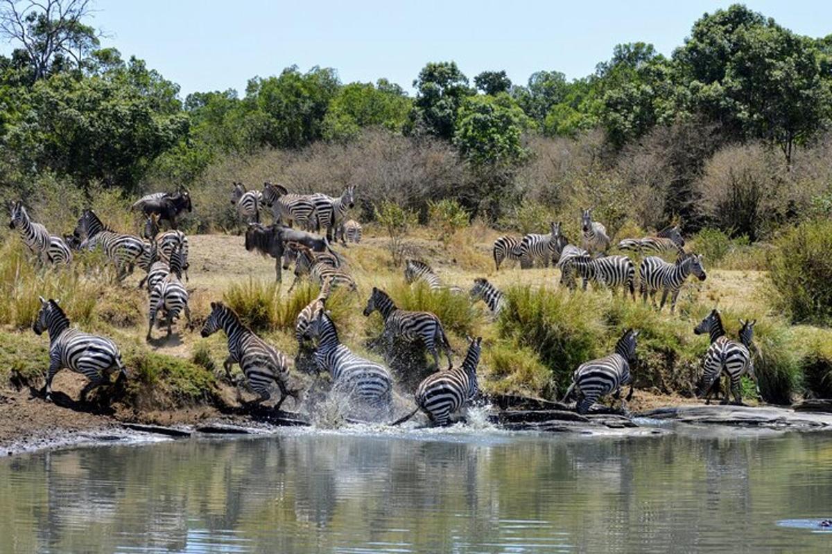una mandria di zebre che attraversa uno specchio d'acqua