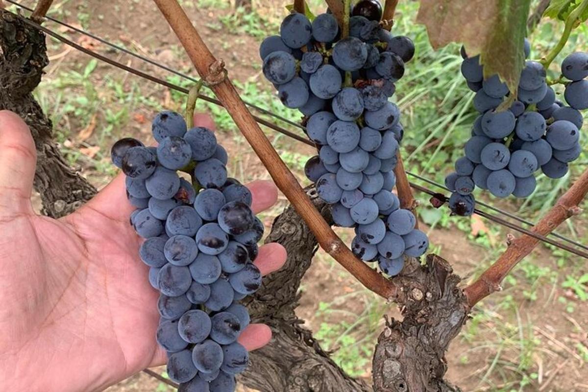 a person holding up a bunch of grapes on a tree